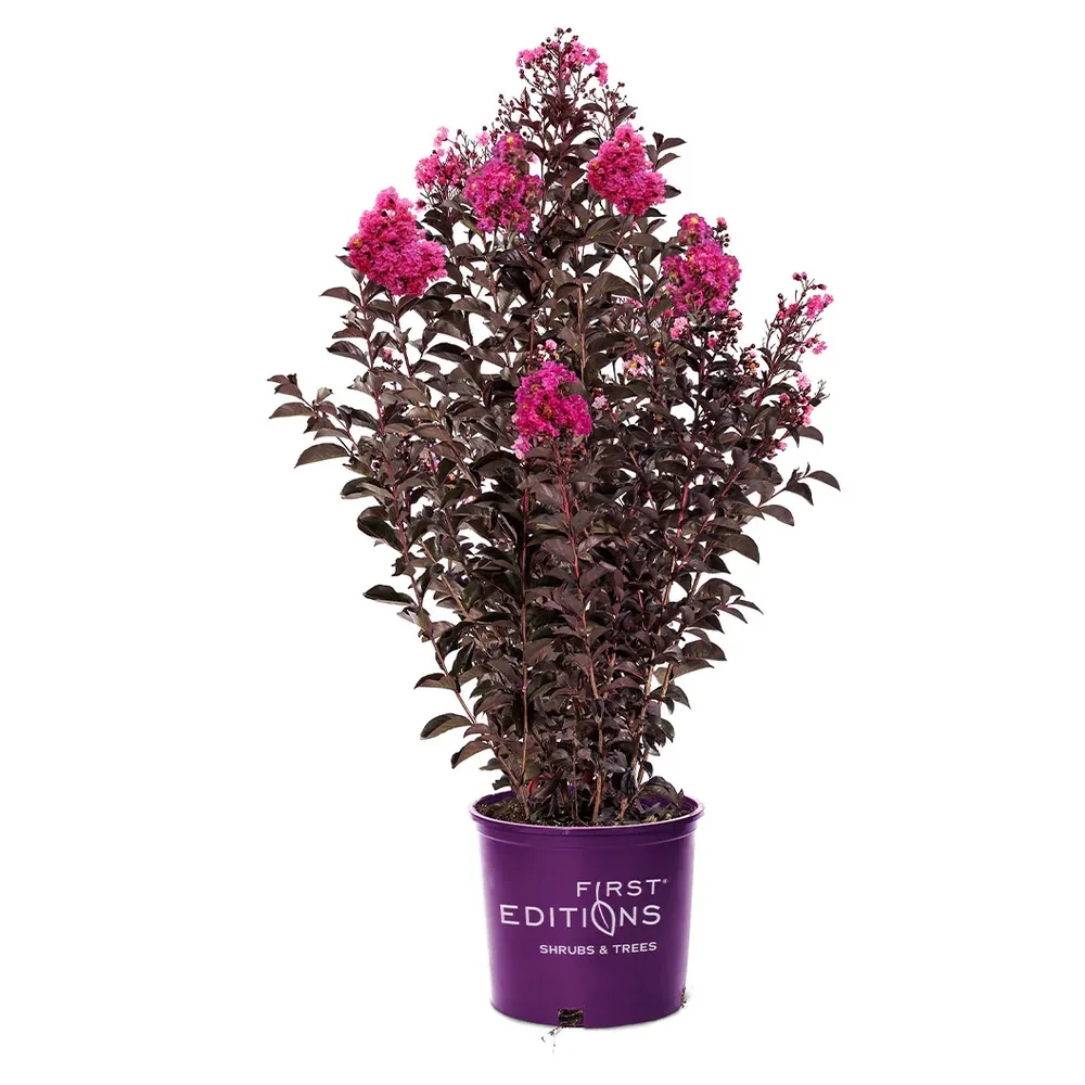 First Editions® Twilight Magic™ Crape Myrtle - Compact Flowering Shrub 4