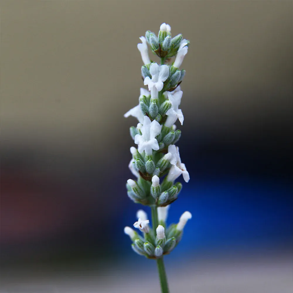 Live Lavender Plant - Fragrant Potted Herb for Indoor and Outdoor Use 3