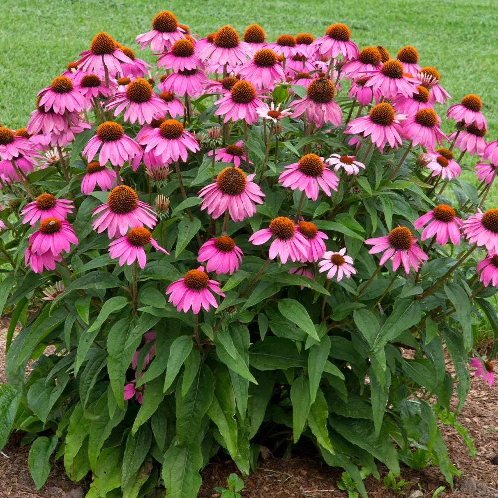 PowWow® Wild Berry Coneflower (Echinacea) 1