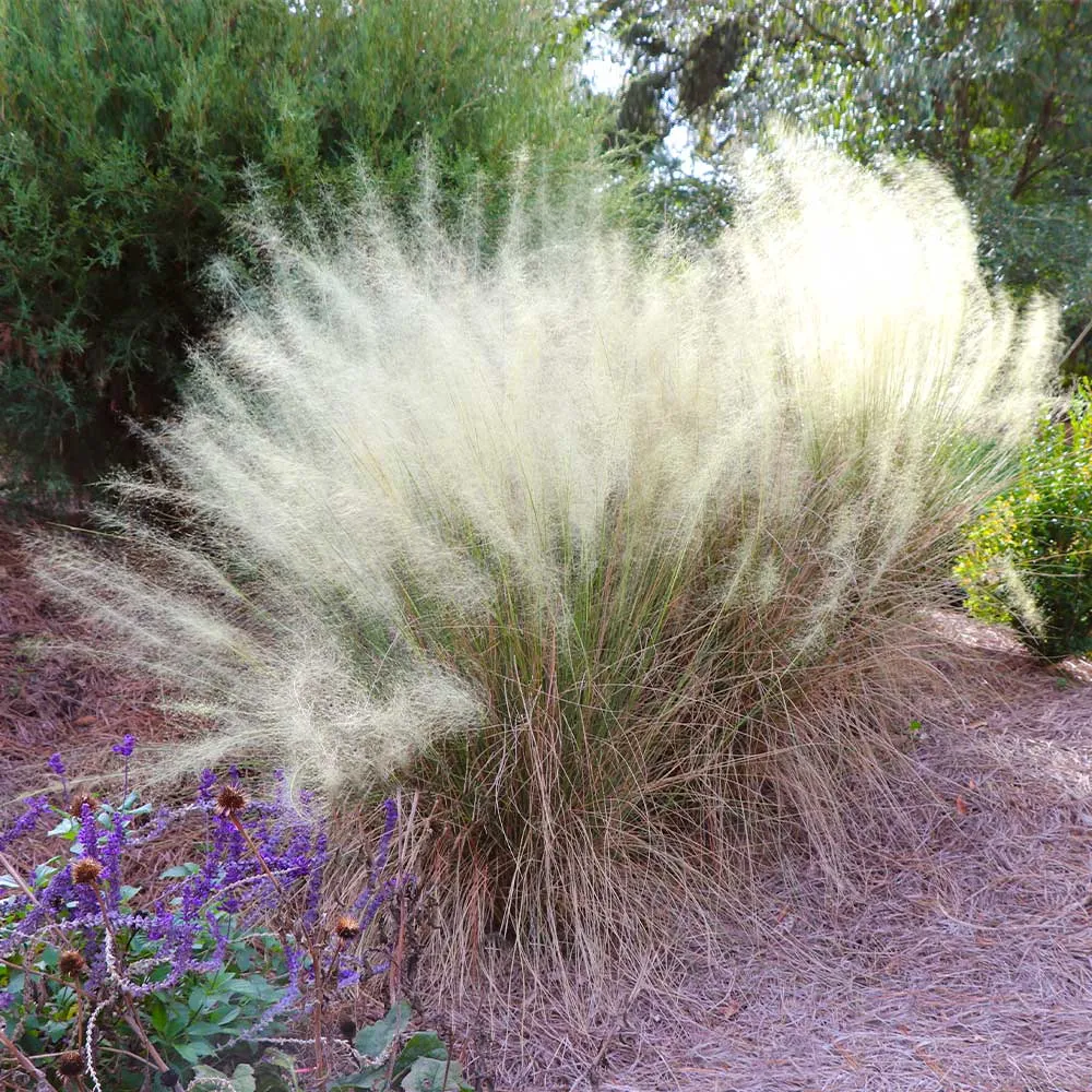 White Cloud Muhly Grass Seeds - Ornamental Perennial Landscaping Grass