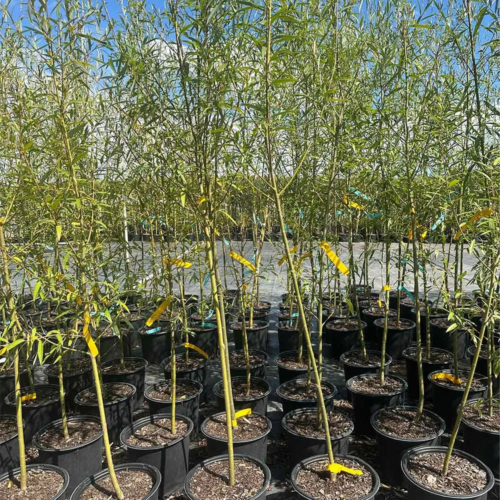 Willow Hybrid Tree - Fast-Growing Deciduous Shade and Privacy Tree 1
