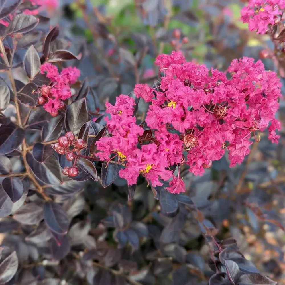 Black Diamond® Pave Pink™ Crape Myrtle Bush - Dark Foliage Flowering Shrub 4