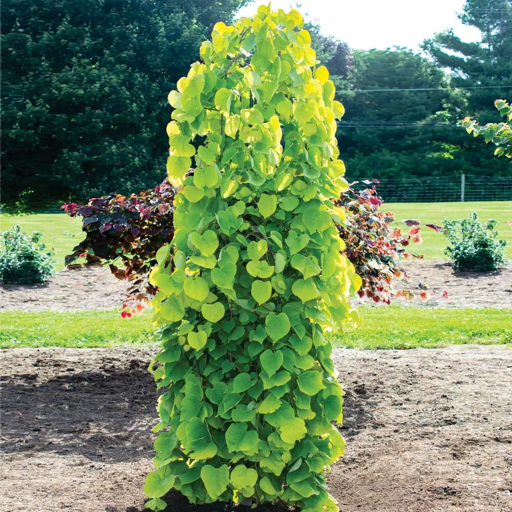Golden Falls Redbud Tree - Weeping Cercis canadensis Ornamental Plant