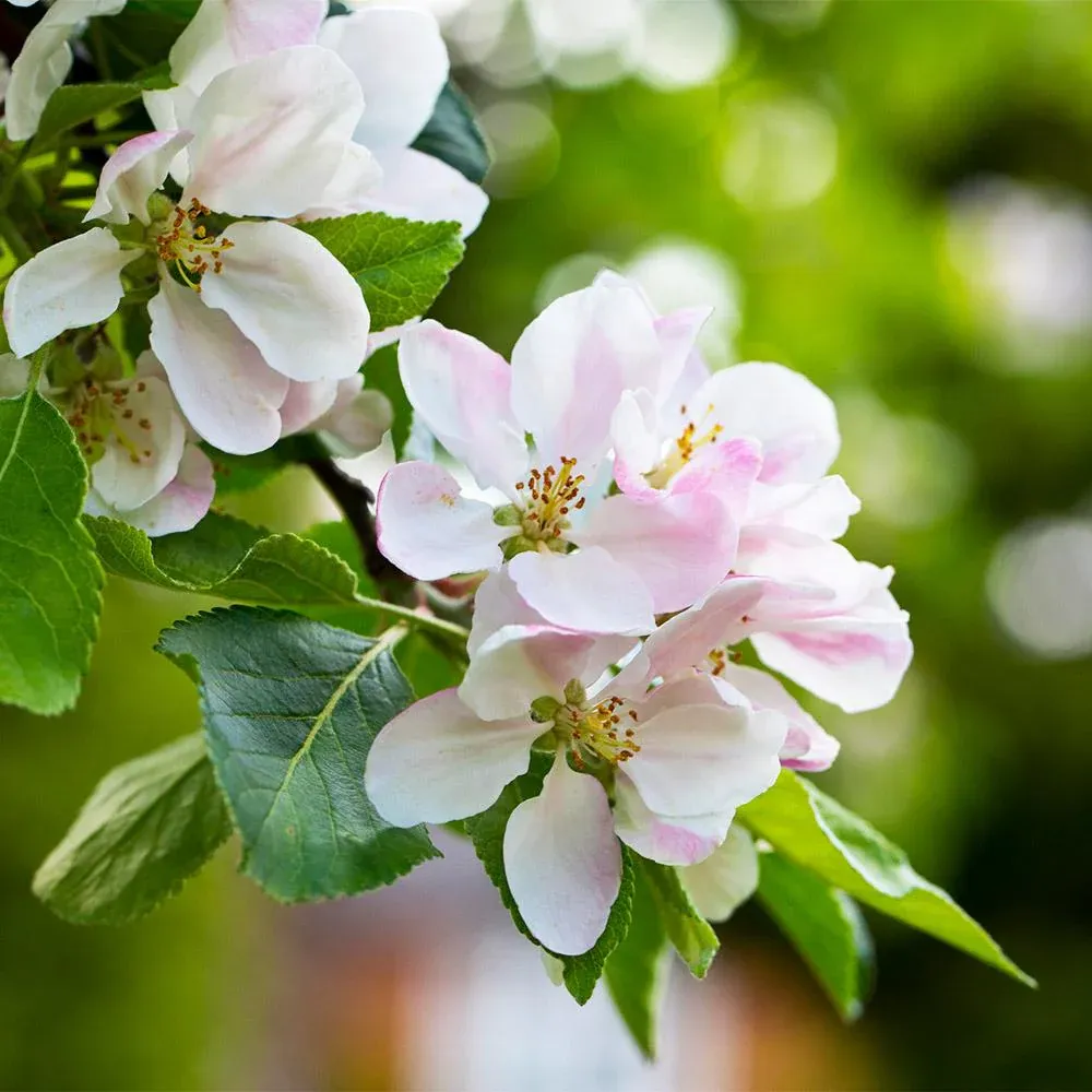 Artificial Apple Tree Decorative Plant for Home and Office Interior 2
