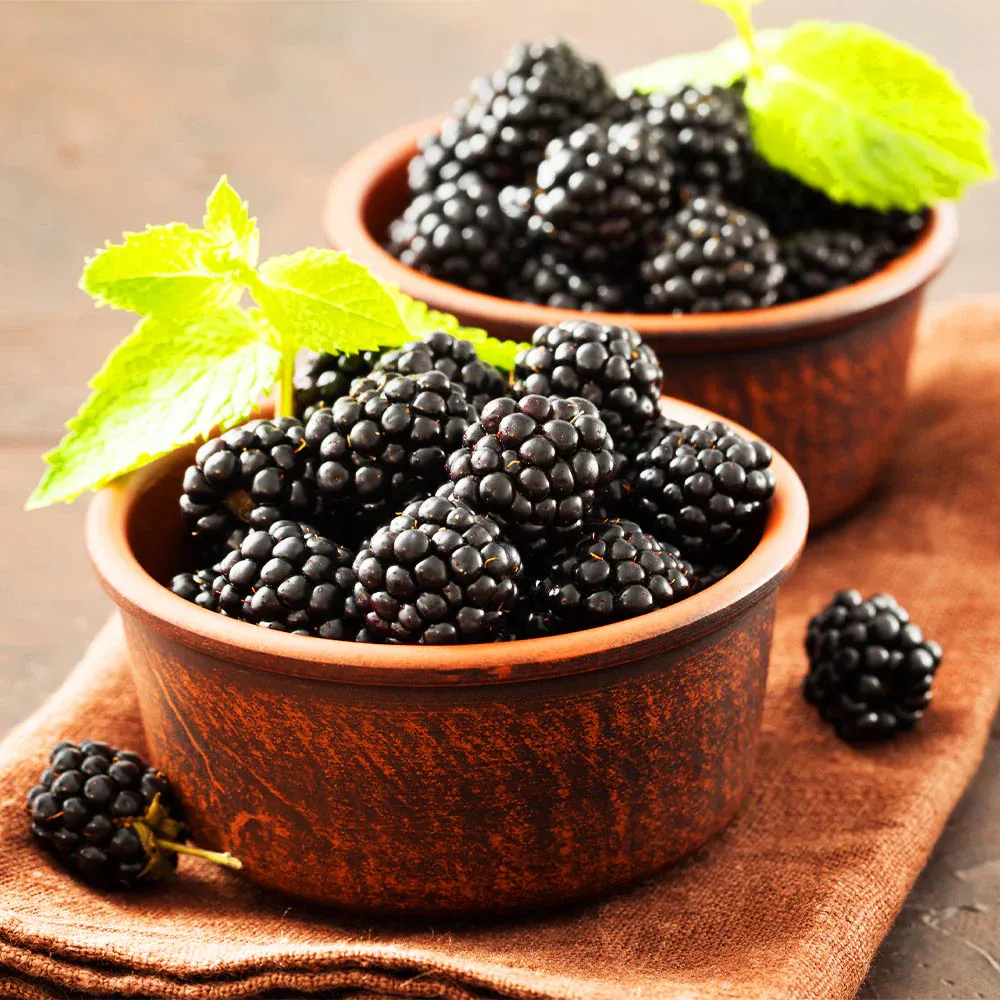 Kiowa Blackberry Bush - High-Yield Fruit-Bearing Shrub 2