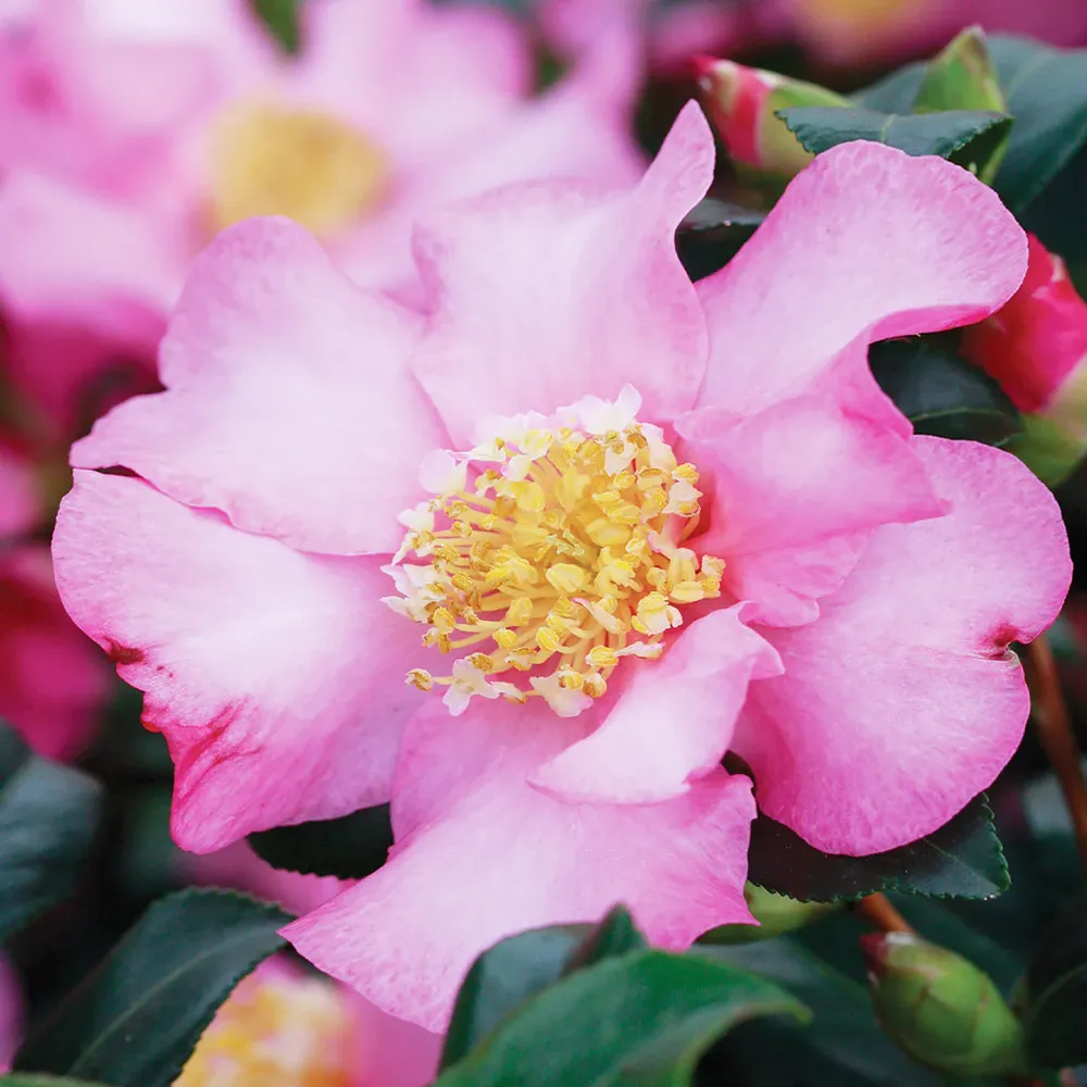 Cleopatra Camellia Decorative Floral Ornament