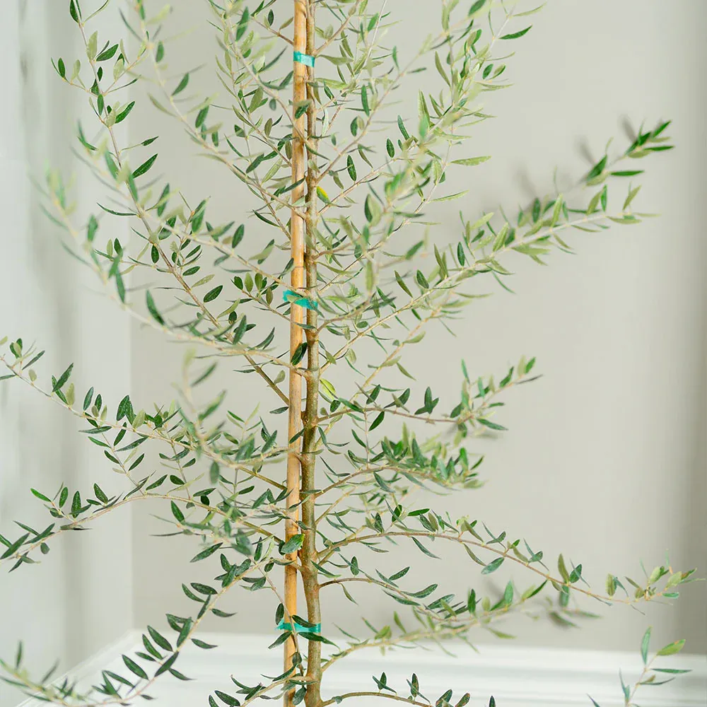 Manzanillo Olive Tree - Live Olea europaea Evergreen Ornamental Plant 1