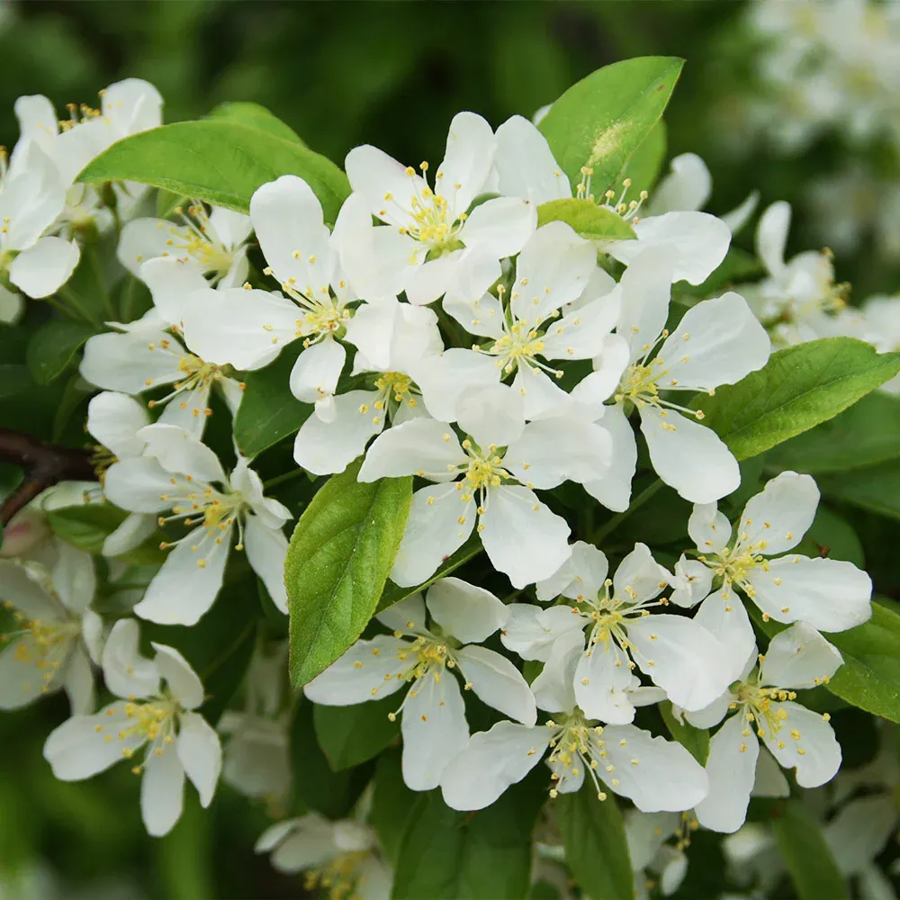 Sweet Sugar Tyme® Crabapple Deciduous Flowering Tree 3