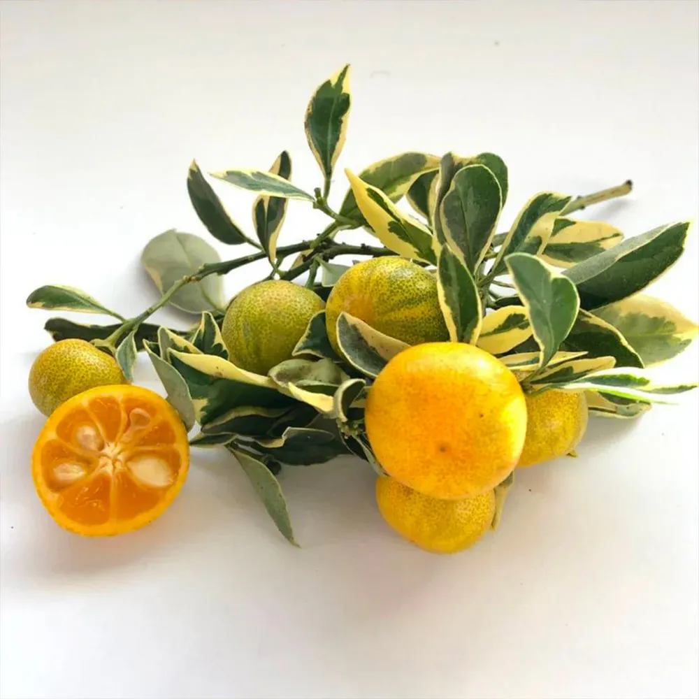 Variegated Calamondin Tree (Citrus mitis 'Variegata')