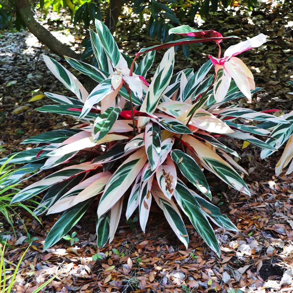 Tricolor Ginger Plant (Alpinia zerumbet 'Variegata') - Variegated Tropical Foliage 2