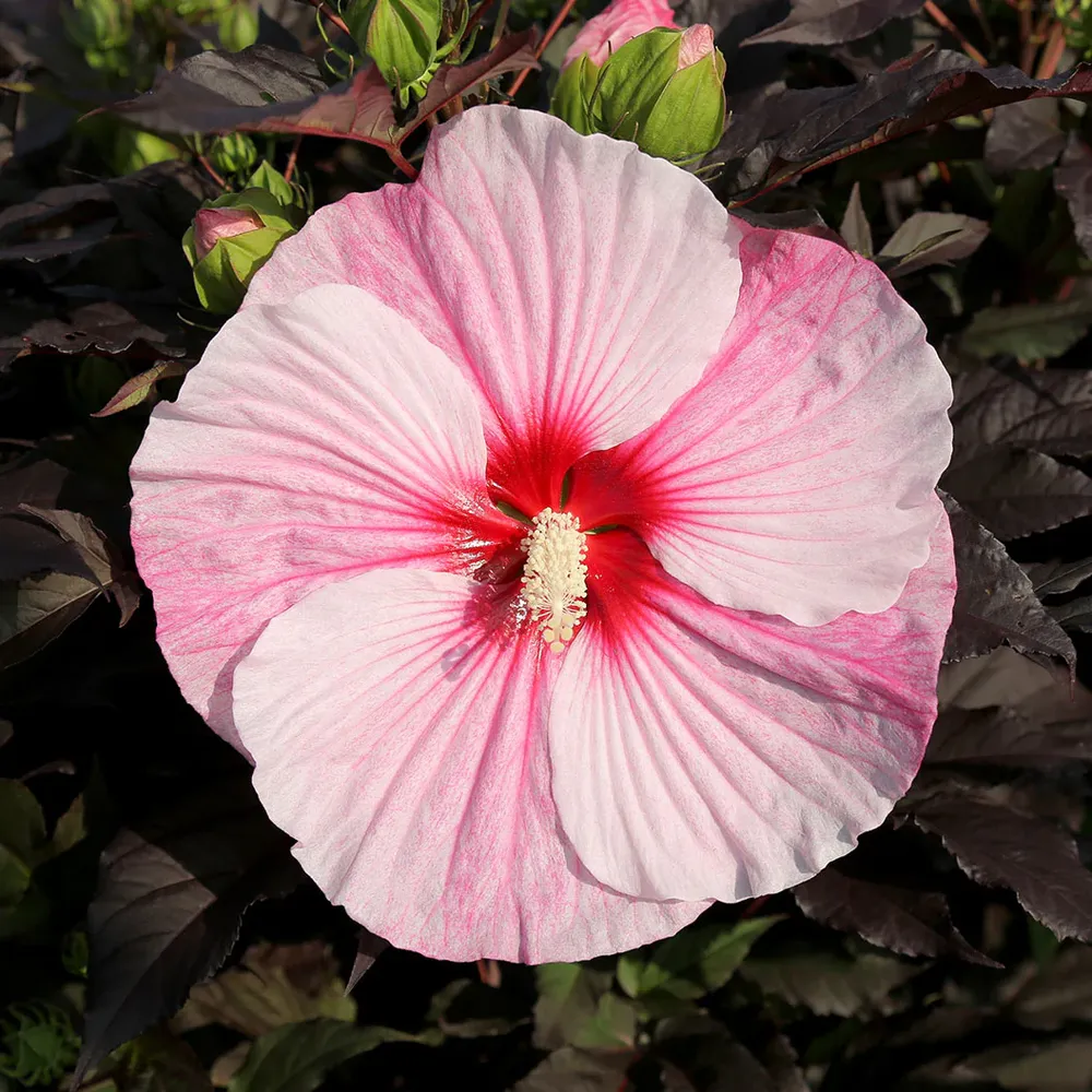 Starry Starry Night Hibiscus - Hardy Perennial Flowering Shrub