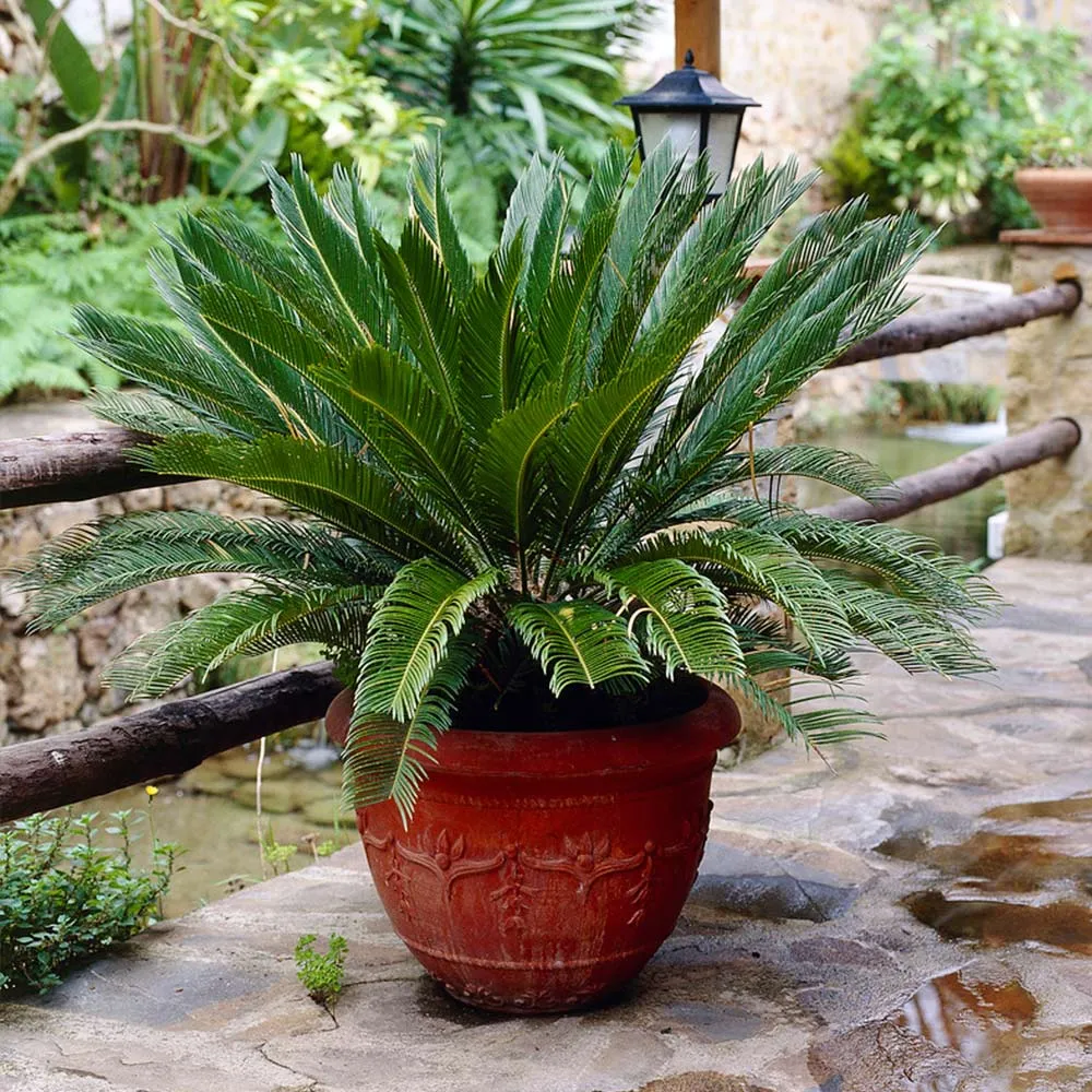 Artificial Sago Palm Tree - Realistic Faux Cycad Plant for Indoor Decoration 4