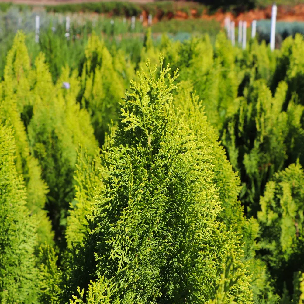 Berckman's Gold Arborvitae Golden Evergreen Shrub 3