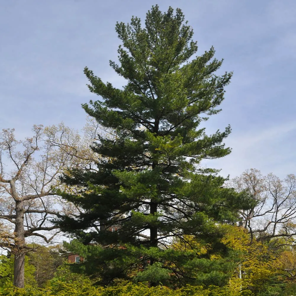 Eastern White Pine Tree (Pinus strobus) Native Evergreen Conifer