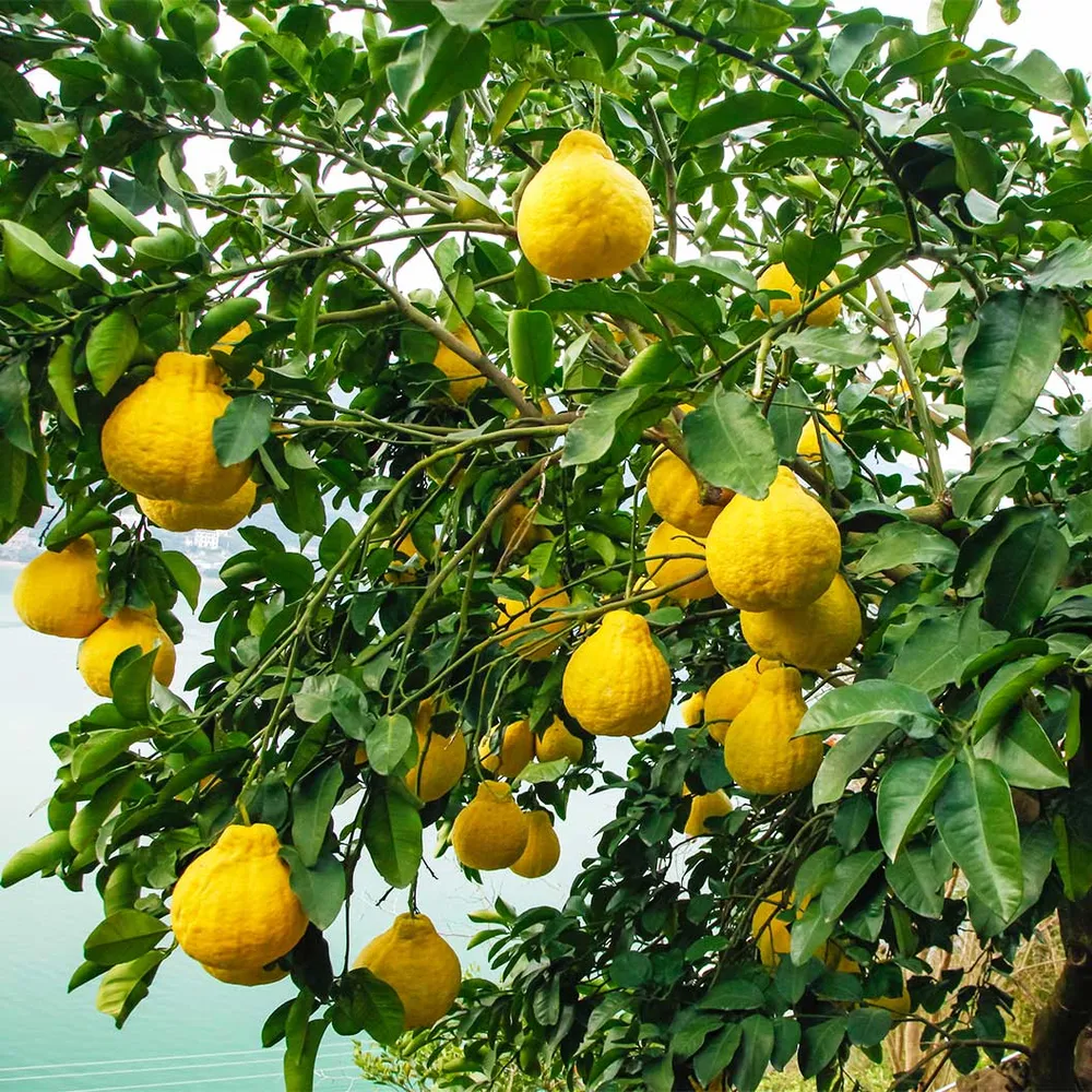 Swingle Citrumelo Citrus Rootstock Tree