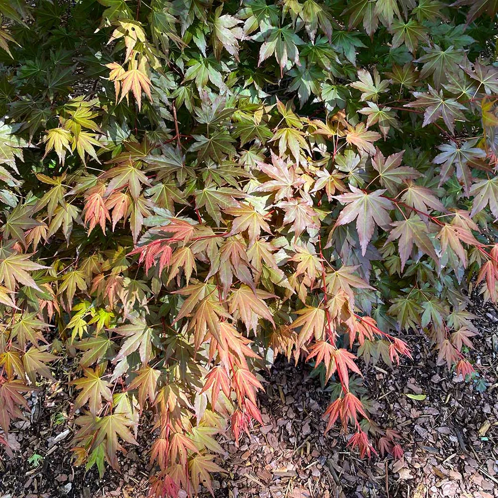 Hot Chana Japanese Maple Tree - Ornamental Deciduous Garden Plant 1