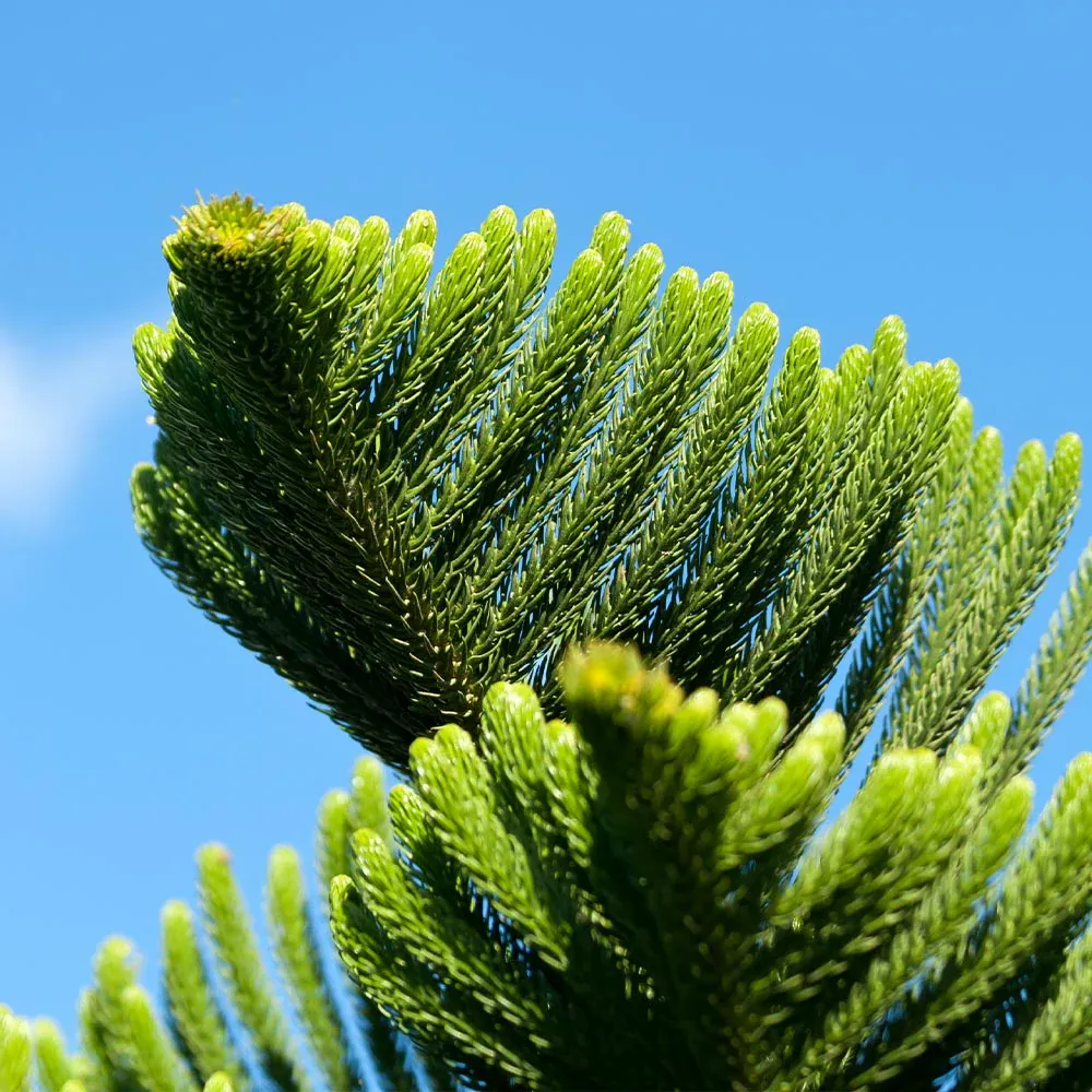 Norfolk Island Pine Tree (Araucaria heterophylla) - Indoor Evergreen Potted Plant 2