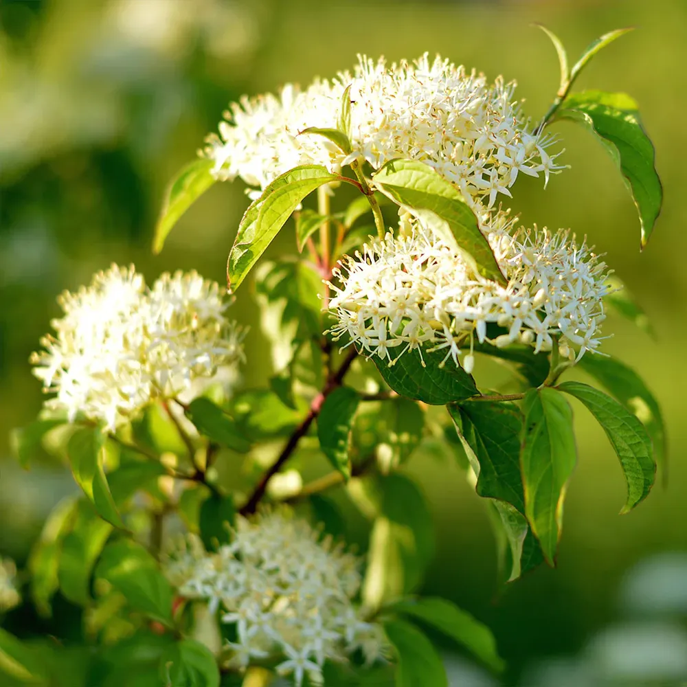 Pagoda Dogwood Tree (Cornus alternifolia) Ornamental Deciduous Sapling