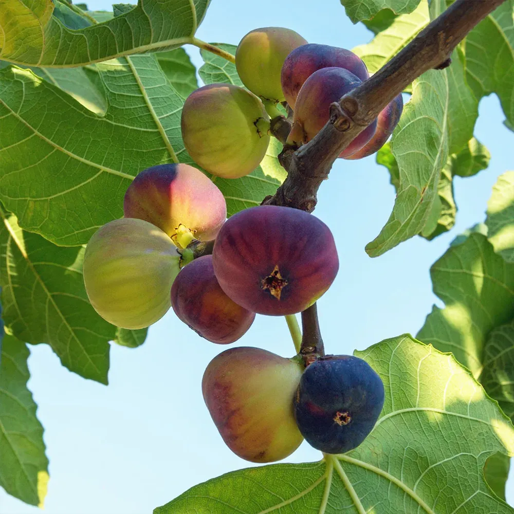 Violette de Bordeaux Fig Tree - USDA Organic Heirloom Fruit Plant