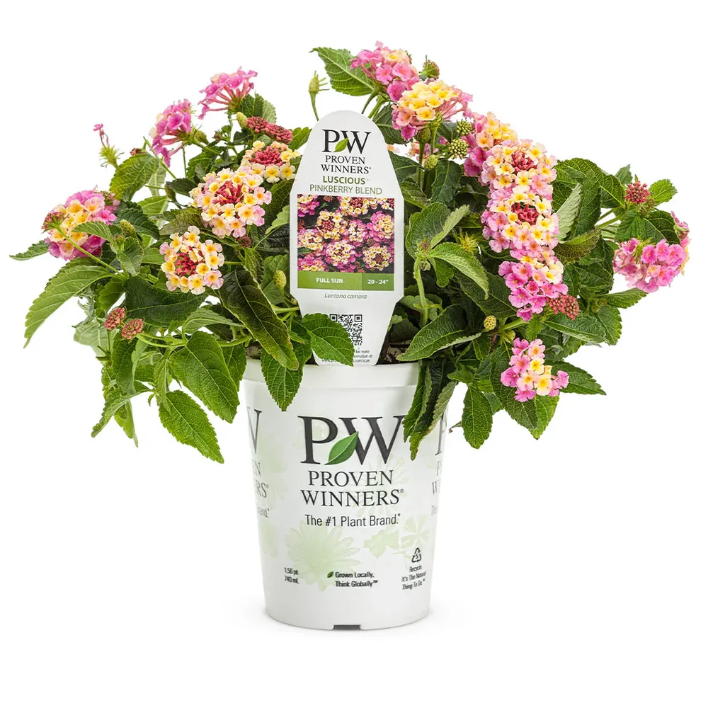 Proven Winners® Luscious® Pinkberry Blend™ Lantana - Heat-Tolerant Flowering Shrub 1