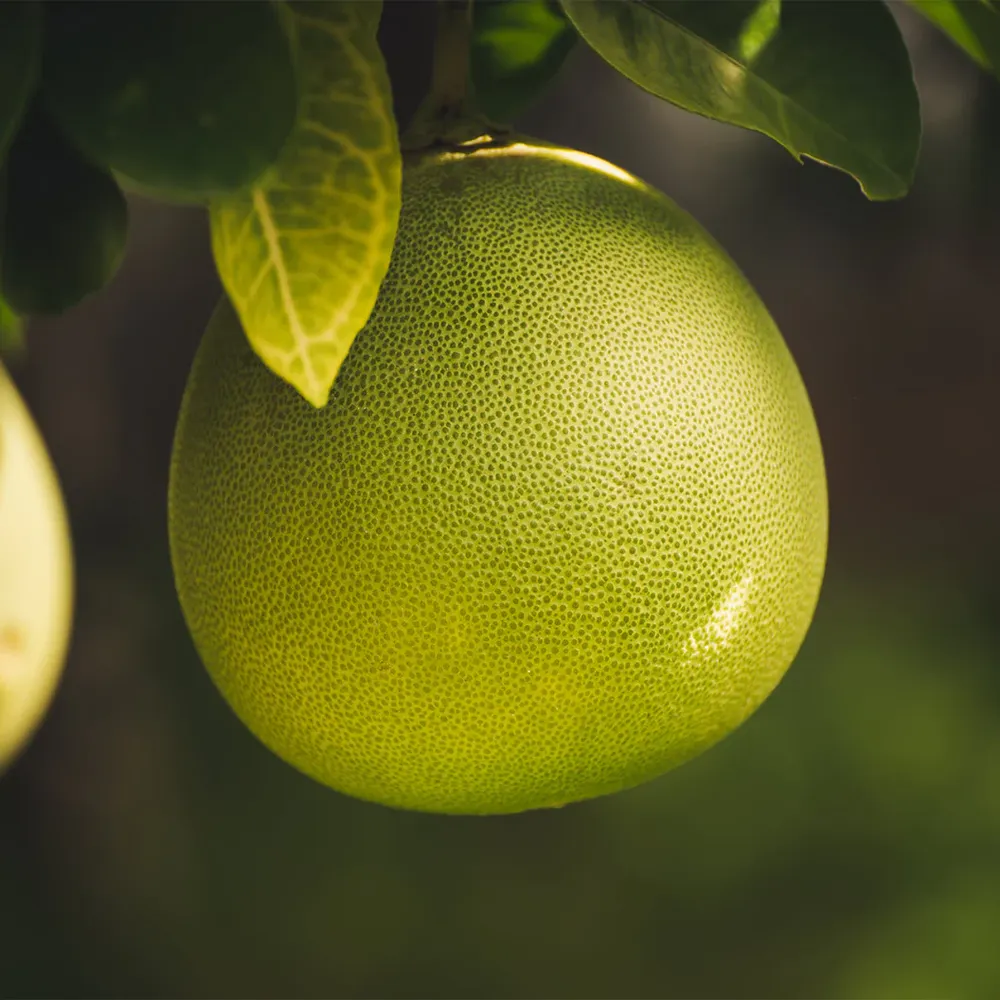 Chandler Pummelo Tree (Citrus maxima) - Live Fruit Bearing Plant