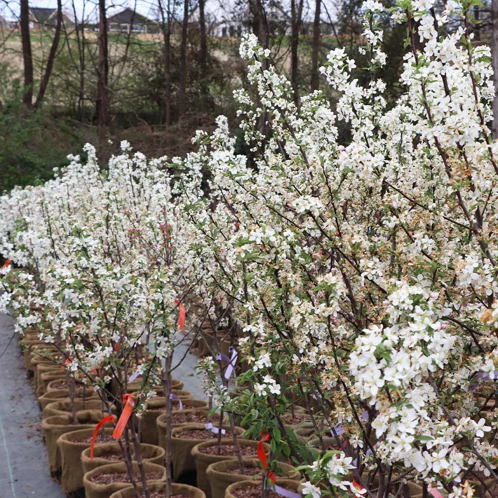 Sweet Sugar Tyme® Crabapple Deciduous Flowering Tree 5