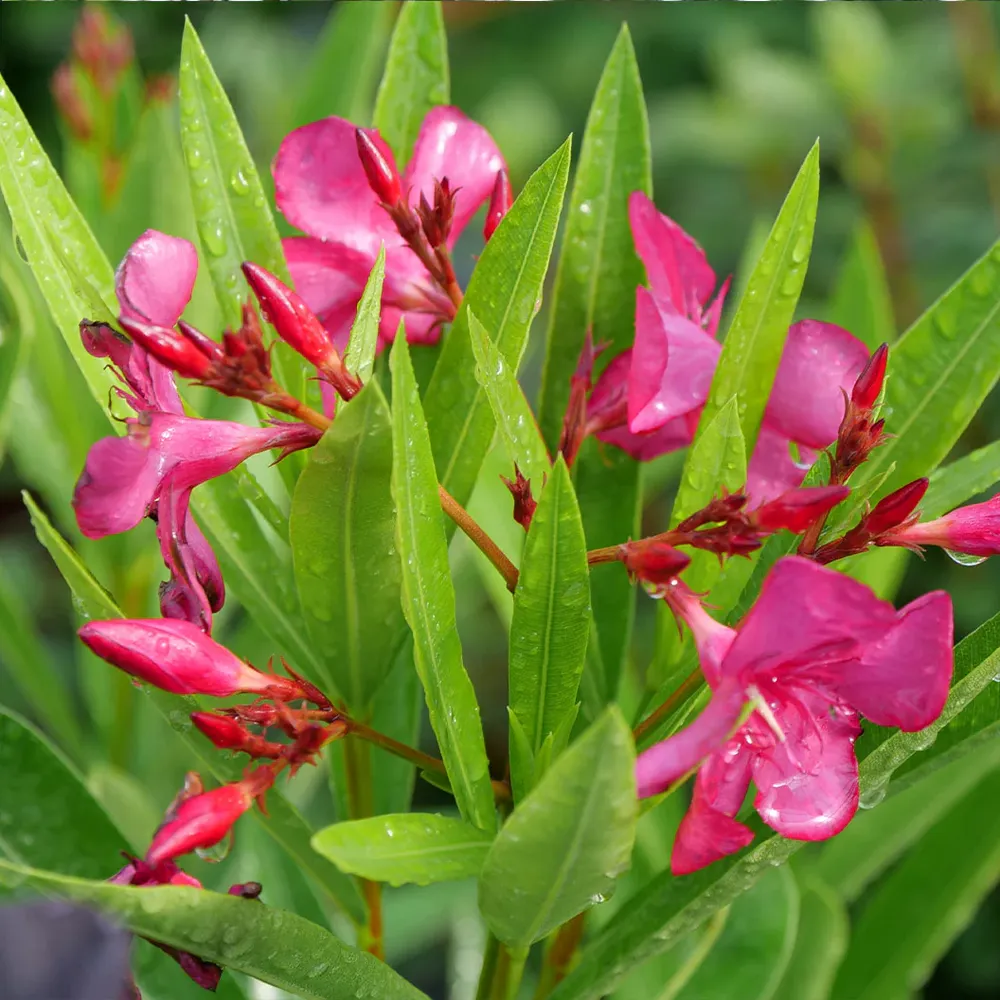 Austin Pretty Limits® Oleander Shrub - Compact Evergreen Flowering Plant 1