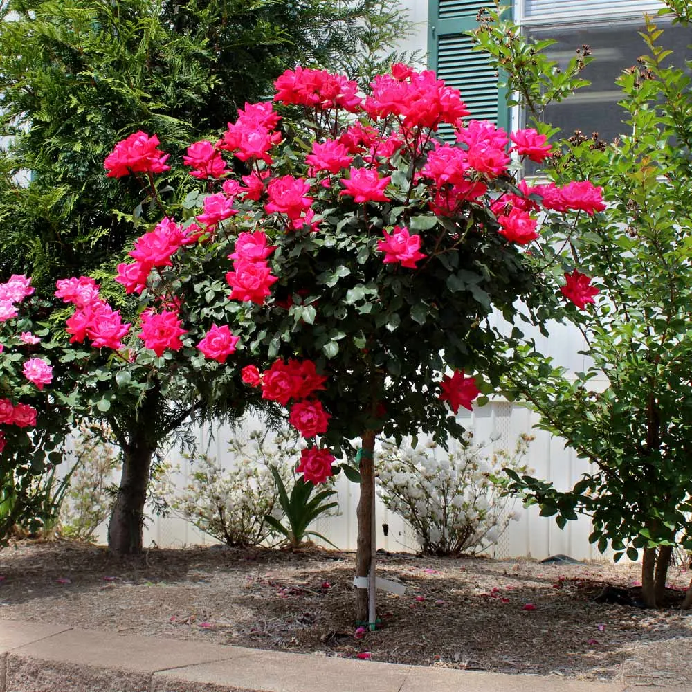 Knock Out® Rose Tree - Grafted Ornamental Flowering Shrub