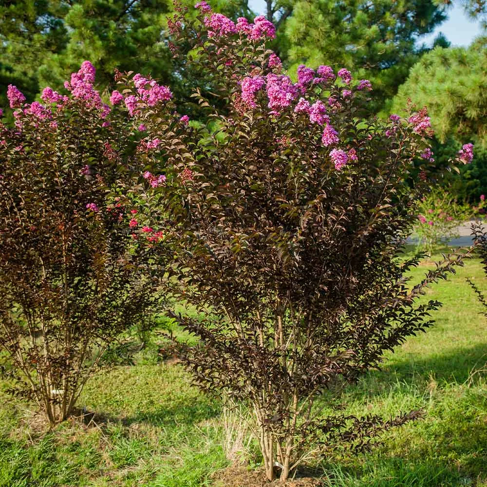 Purely Purple Crape Myrtle Tree - Lagerstroemia Indica 2