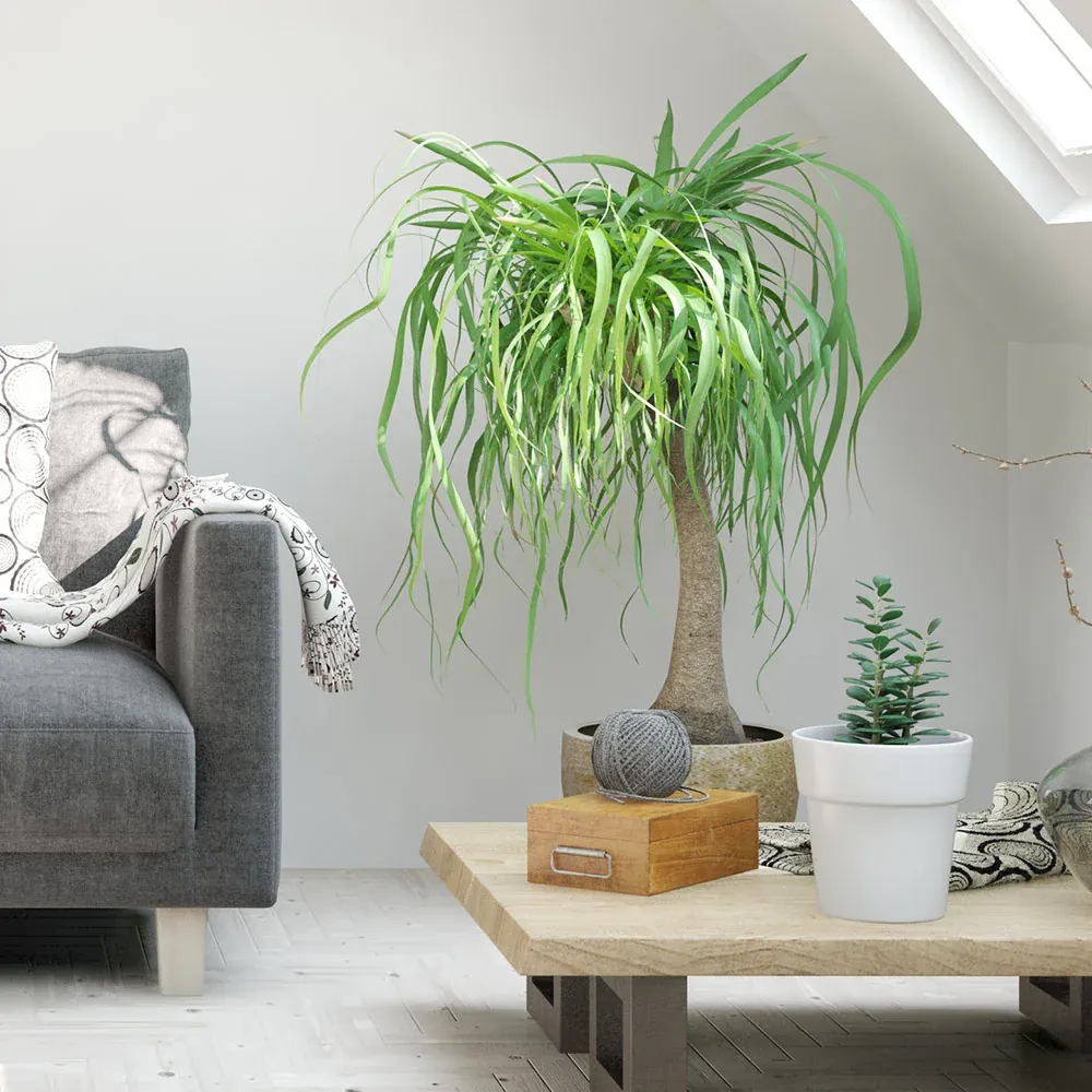 Ponytail Palm (Beaucarnea recurvata) Indoor Ornamental Plant 3