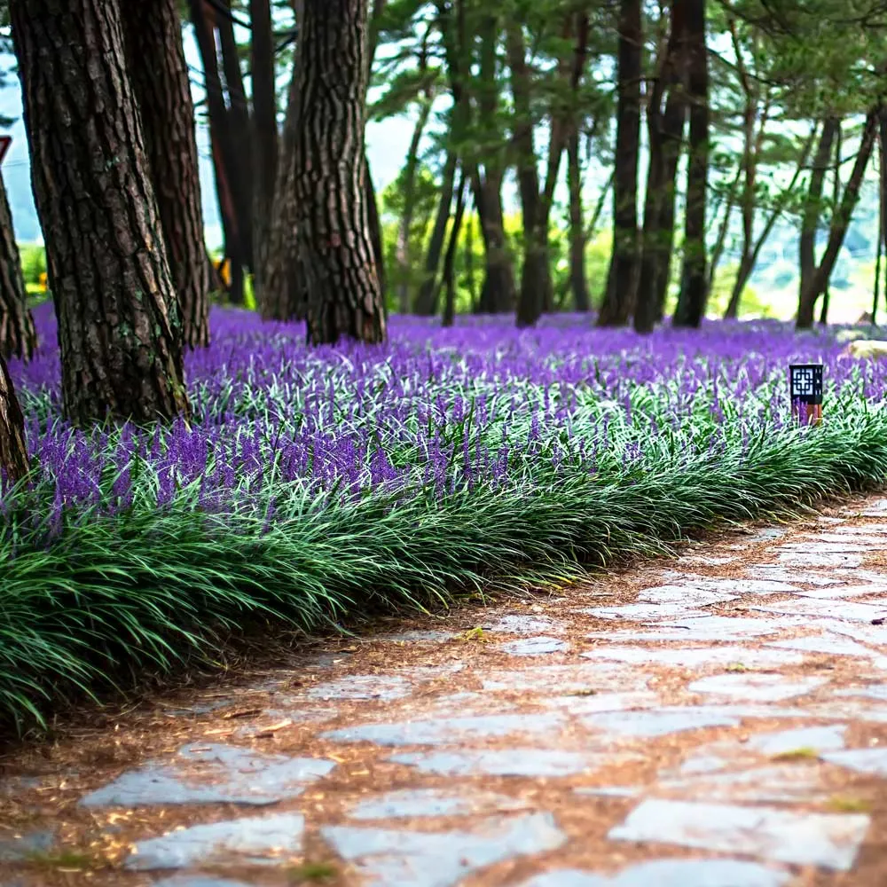 Big Blue Liriope Muscari Evergreen Perennial Ground Cover Plant 1