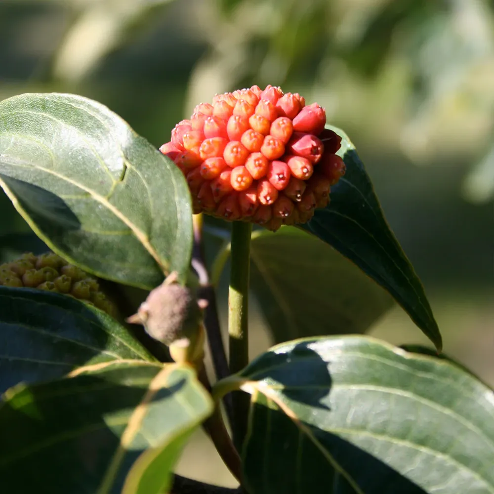 Starlight® Dogwood Tree - Ornamental Flowering Deciduous Tree 2