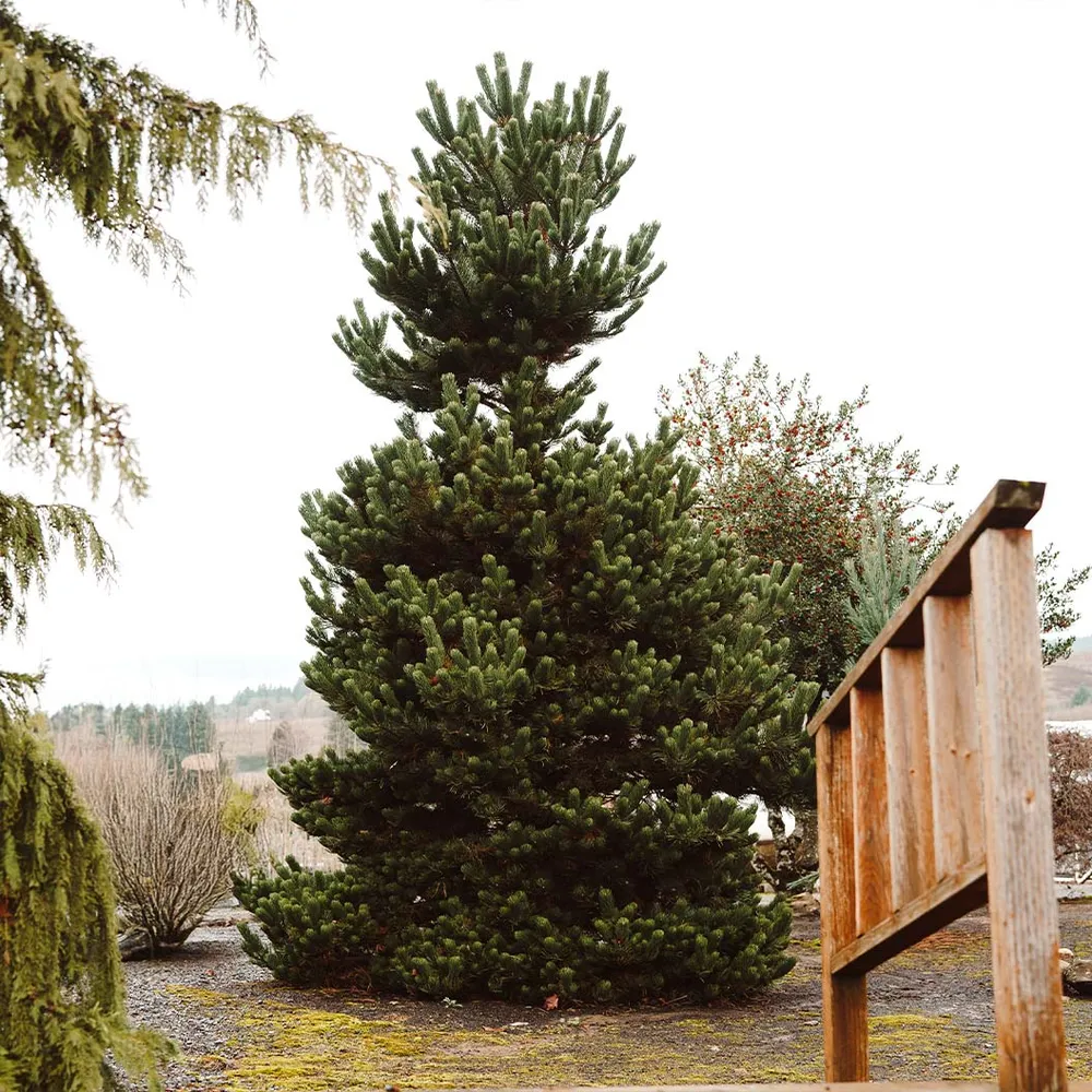 Oregon Green Austrian Pine Artificial Tree