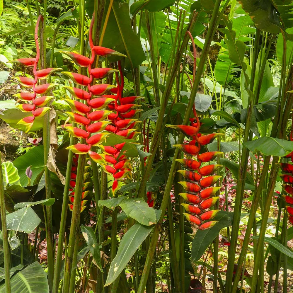 Lobster Claw Plant (Heliconia rostrata) Tropical Indoor Specimen 2
