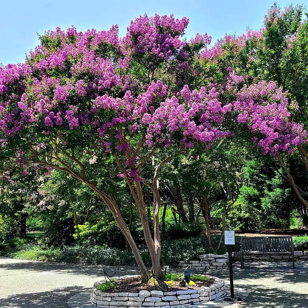 Purple Crape Myrtle Flowering Tree (Lagerstroemia Indica)