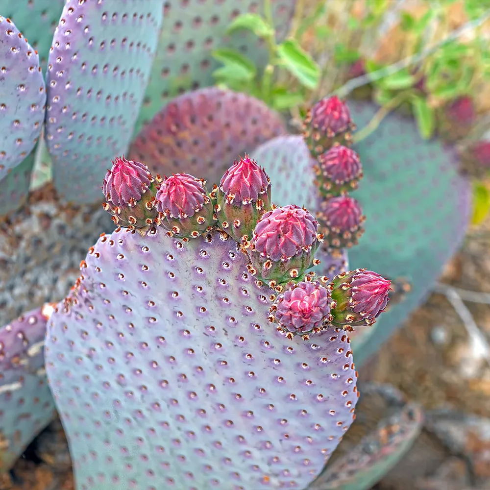 Santa Rita Prickly Pear Cactus Shrub 2