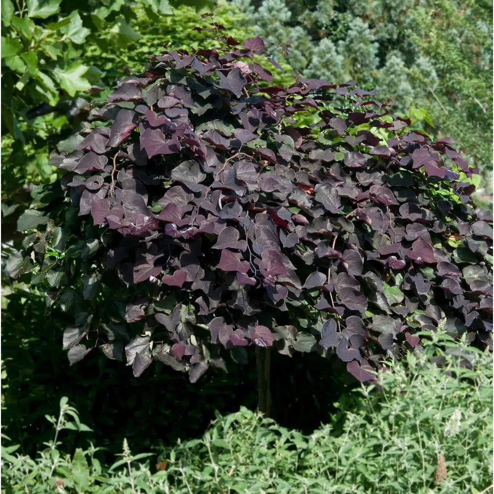 Ruby Falls Weeping Redbud Tree - Compact Cascading Ornamental Cercis canadensis 2