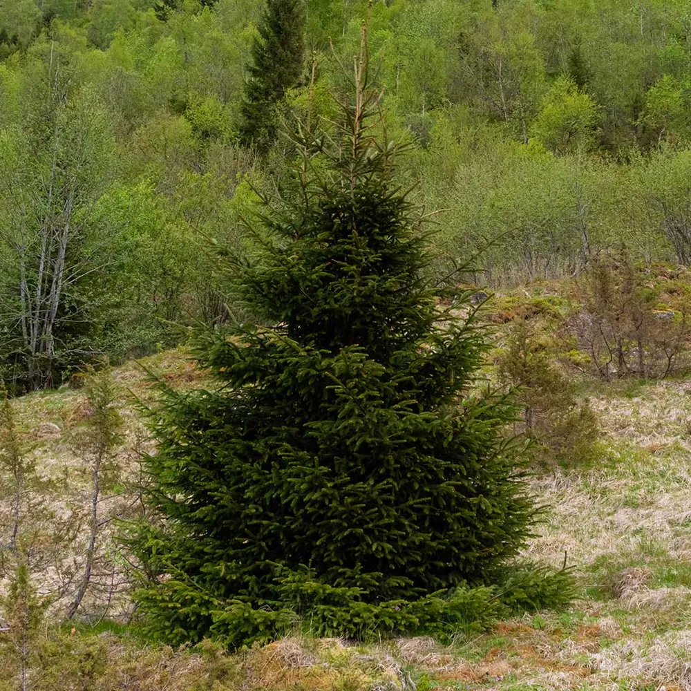 Blaze Norway Spruce Artificial Christmas Tree with Hinged Branches