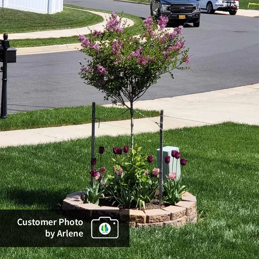 Dwarf Korean Lilac Tree - Compact Fragrant Flowering Shrub 4