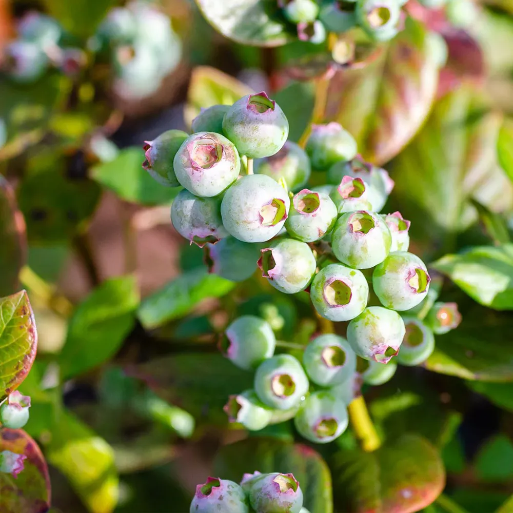 Southern Living® Downhome Harvest® Hello Darlin® Blueberry Shrub 2