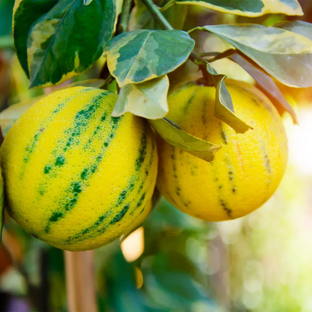 Pink Variegated Eureka Lemon Bush - Ornamental Citrus Tree