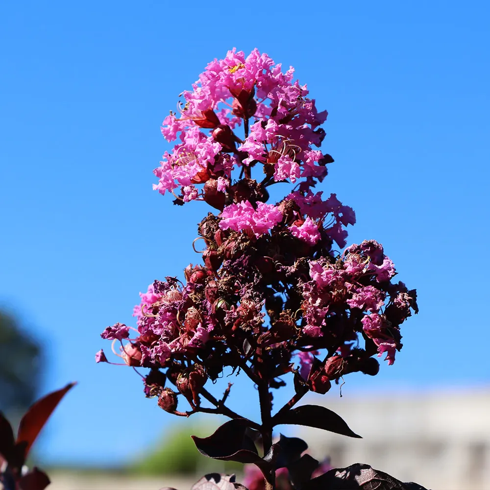 Lavender Skies™ Crape Myrtle Tree - Deciduous Flowering Ornamental Shrub 1