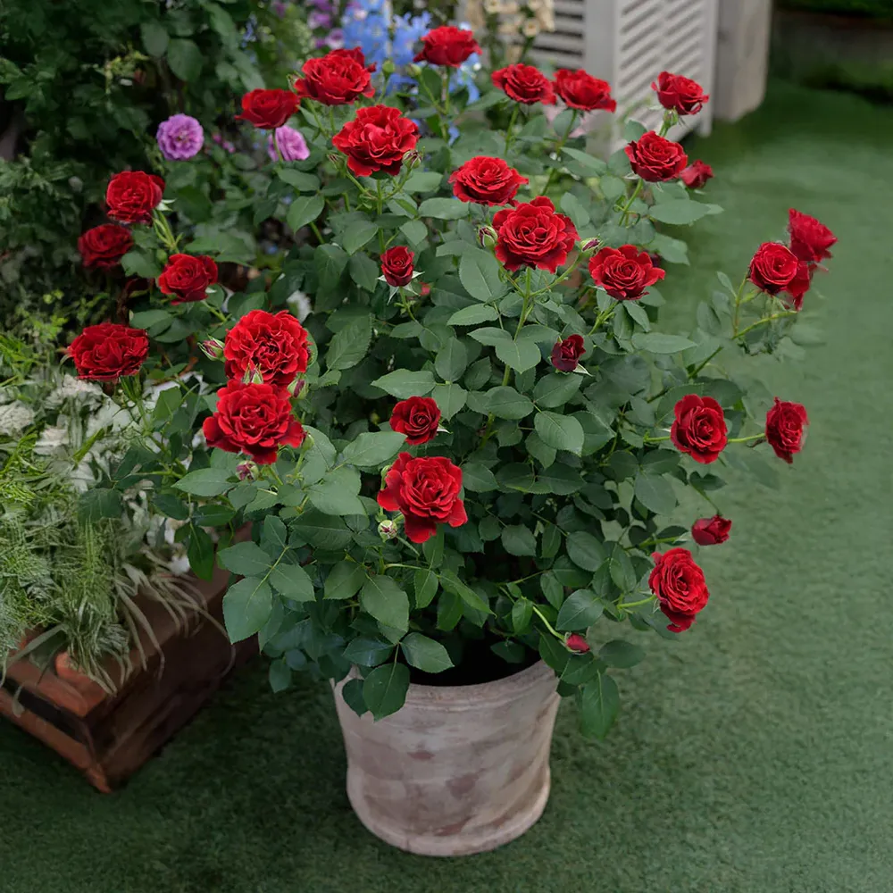 Dancing in the Dark Rose Shrub - Deep Red Flowering Garden Plant 2