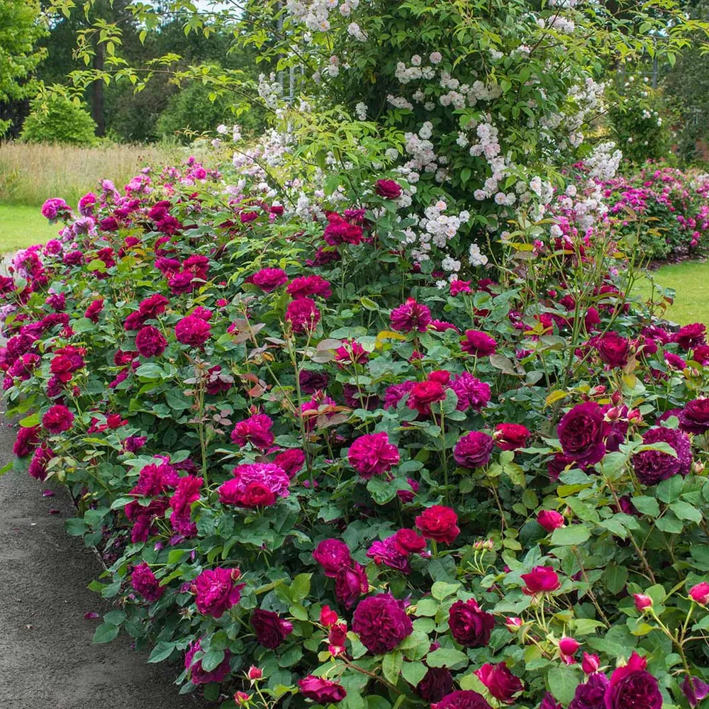 David Austin® Darcey Bussell® English Shrub Rose - Deep Crimson Repeat Flowering Shrub 1