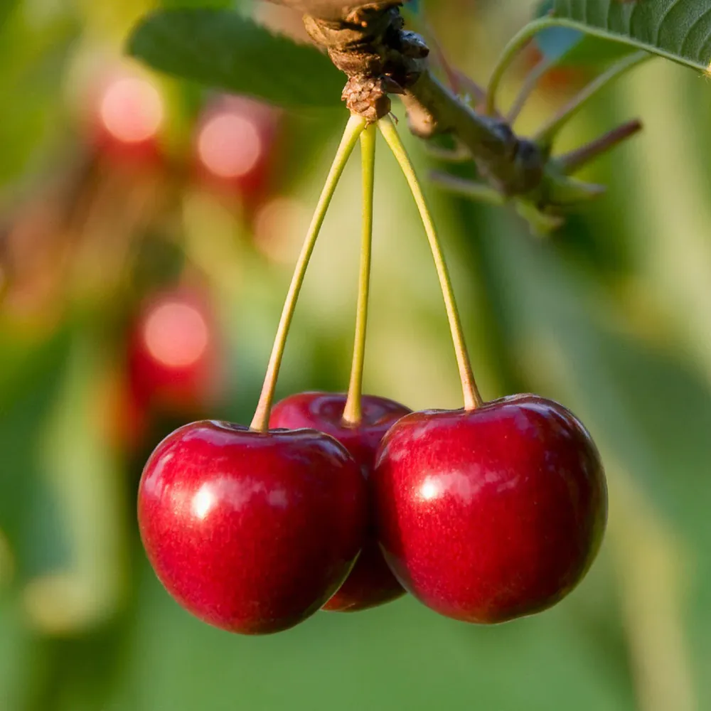 North Star Cherry Decorative Wood Ornament