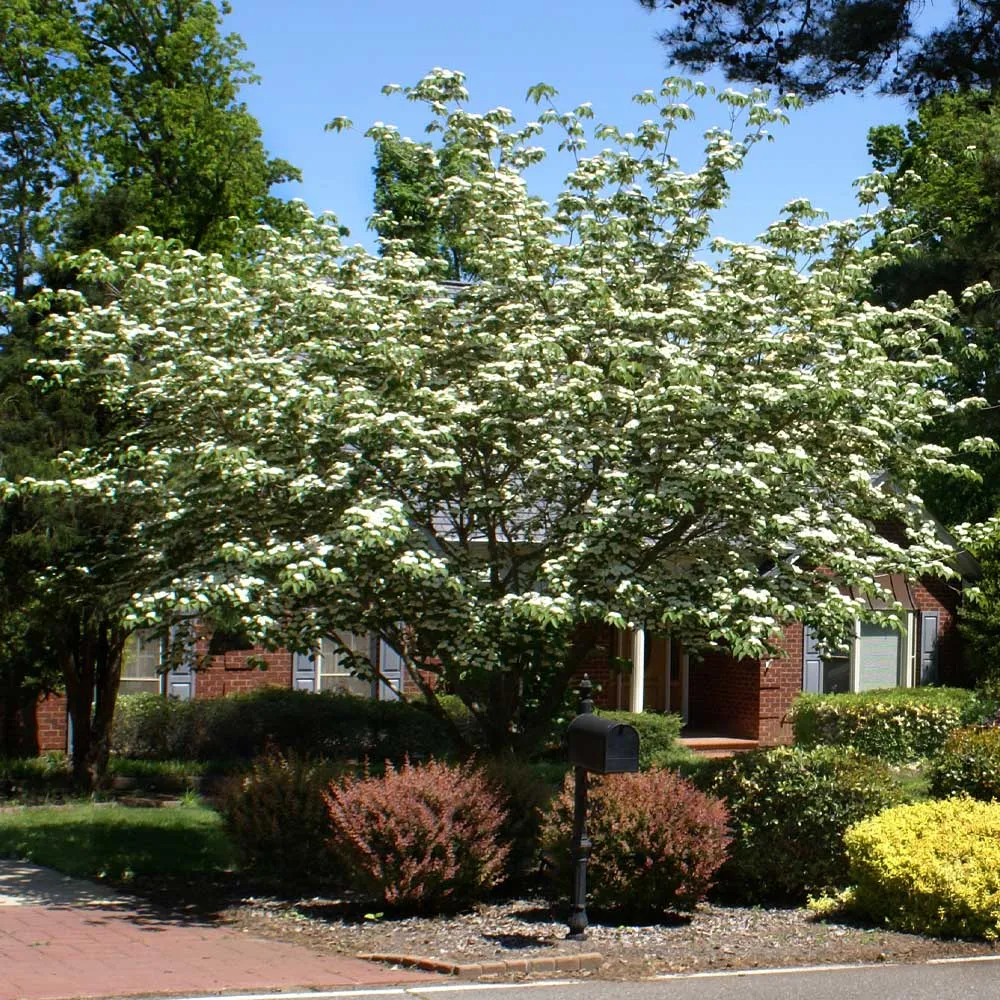 White Kousa Dogwood (Cornus kousa) Flowering Deciduous Tree 3