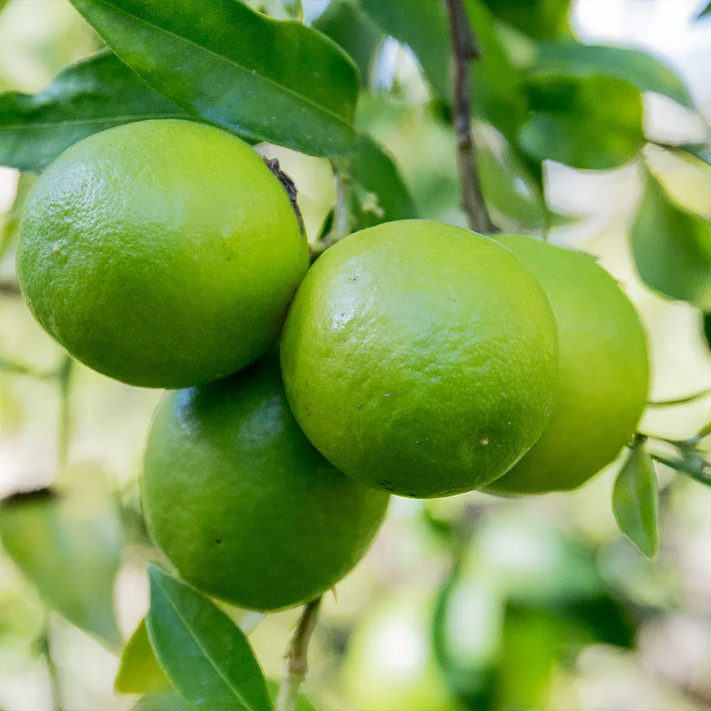 Limequat Citrus Tree - Live Potted Fruit Plant for Home and Garden 1