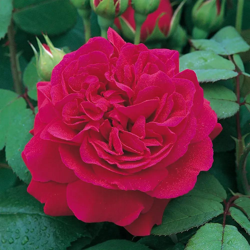 David Austin® Tess of the d’Urbervilles™ Climbing Rose 1