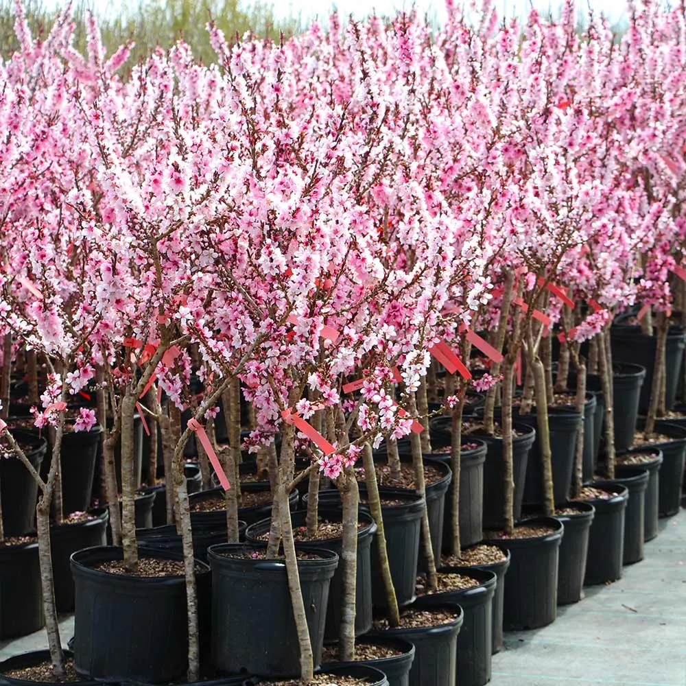 Bonfire Patio Peach Tree - Compact Ornamental Dwarf Fruit Tree 6