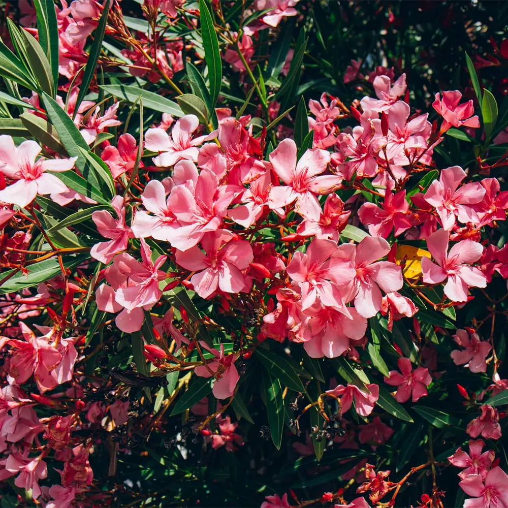 Red Oleander Ornamental Flowering Shrub 1